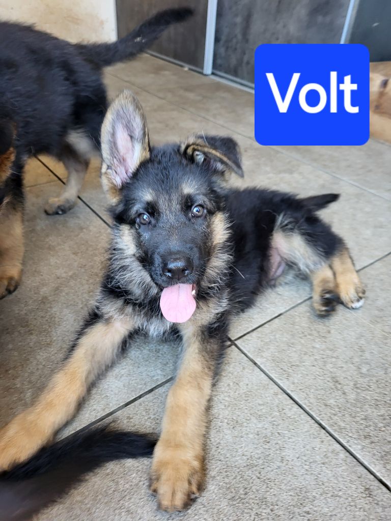 Raika - Chiot disponible  - Berger Allemand