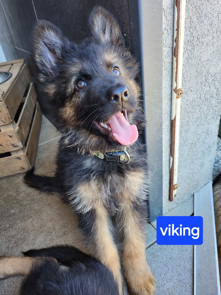 Raika - Chiot disponible  - Berger Allemand